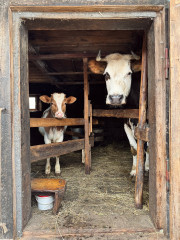 плановая иммунизация при соблюдении всех рекомендаций — наиболее надежная защита животных от пастереллеза - фото - 1